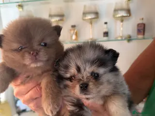 Pomeranian dogs Beautiful Pomeranian Puppies - Advert 1