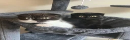 Mixed Breed cats for sale: 2 Beautiful Kittens For Sale - Advert 4