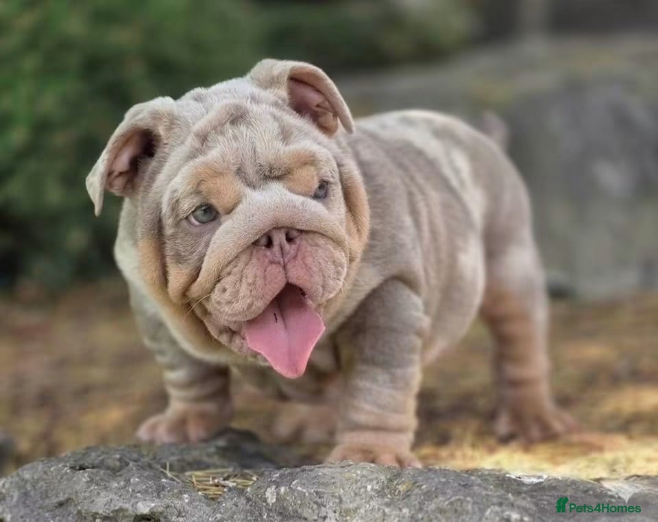 English Bulldog dogs Mr Muscles litter KC English Bulldogs - Advert 1