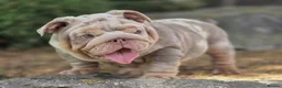 English Bulldog dogs for sale: Mr Muscles litter English Bulldogs - Advert 5