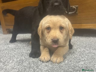 Labrador Retriever dogs - Advert 30