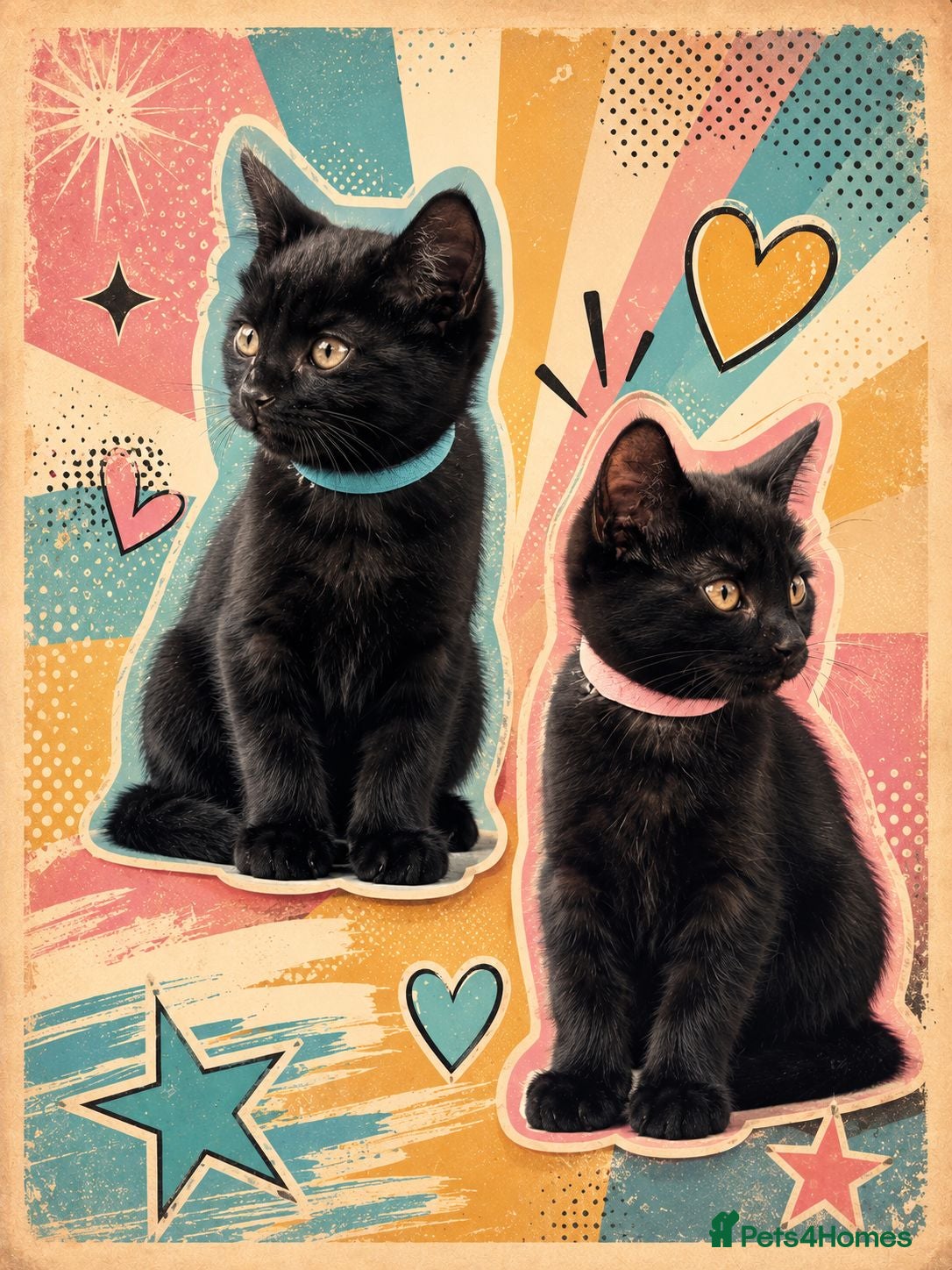 Mixed Breed cats Kittens boy and Girl  - Advert 1
