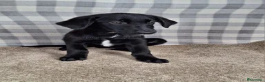 Mixed Breed 1