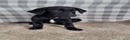 Mixed Breed dogs for sale: Flatcoat retriever x border collie - Advert 5