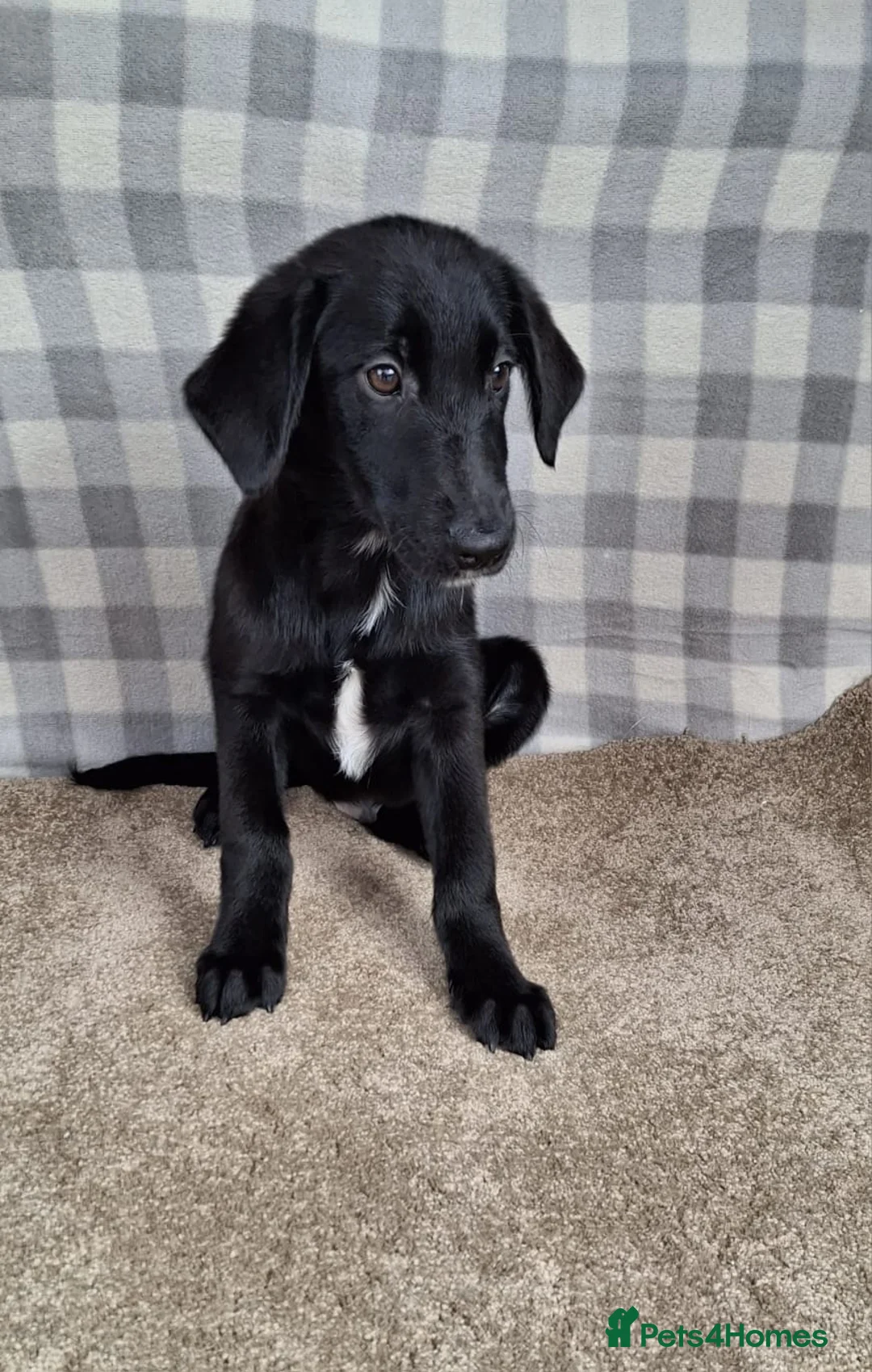Mixed Breed dogs for sale: Flatcoat retriever x border collie - Advert 5