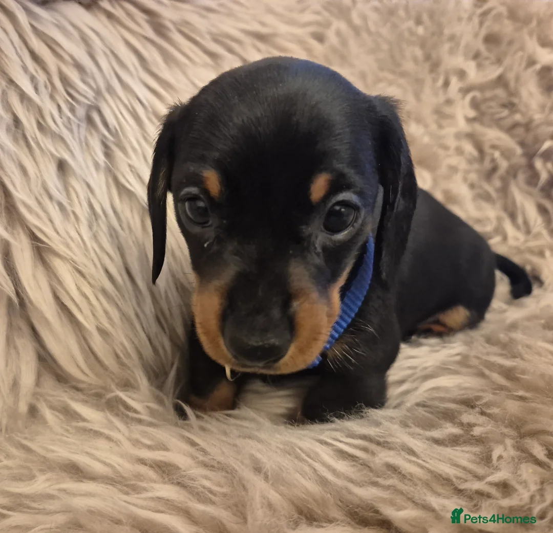 Miniature Dachshund dogs for sale: Adorable KC Pedigree Miniature Dachshund Puppies - Advert 22