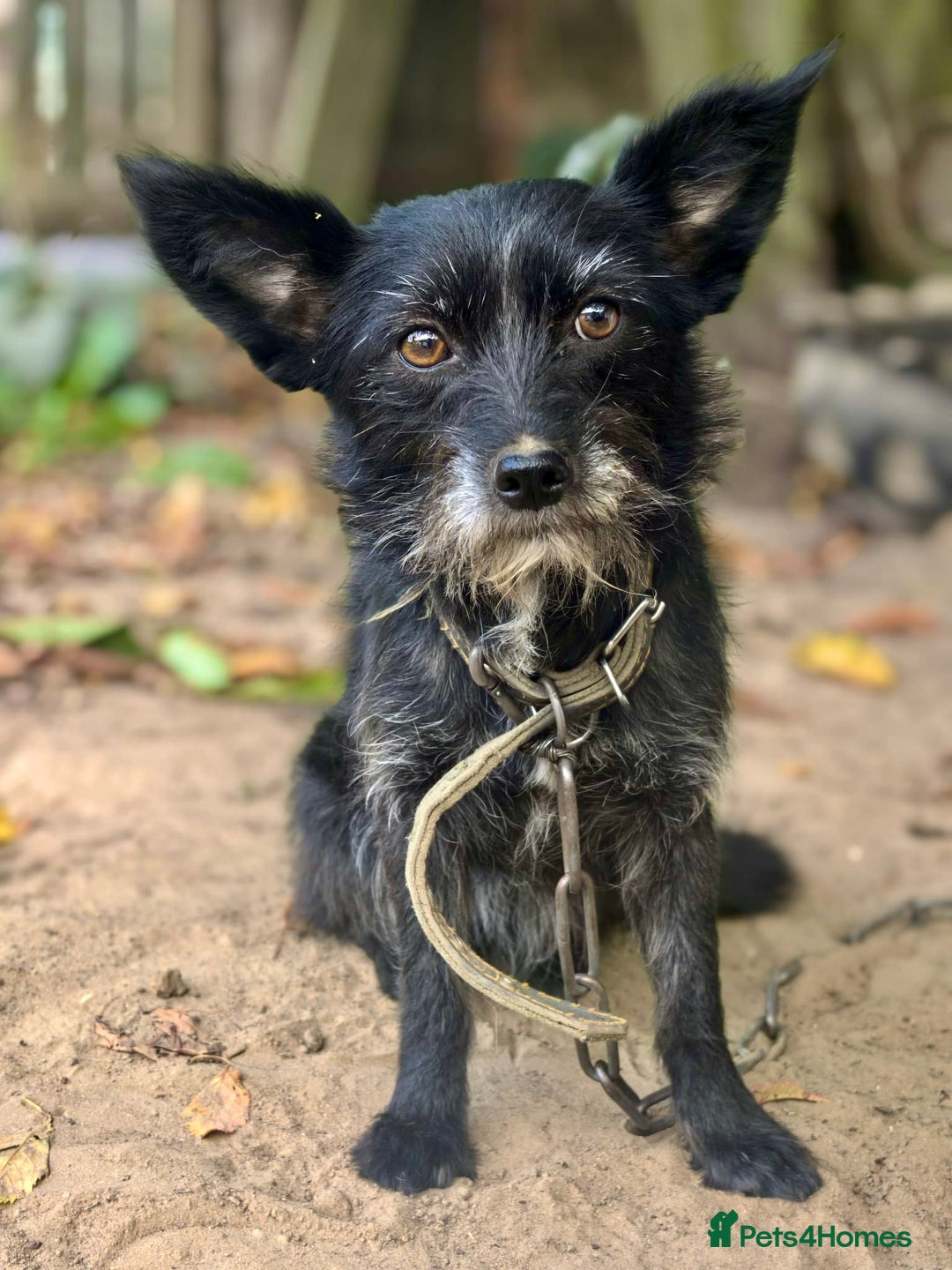 Norfolk Terrier dogs for adoption: KNOPA – Female Norfolk Terrier - Advert 4