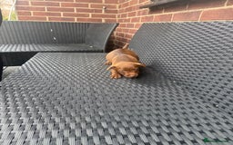 Patterdale Terrier dogs for sale: Patterdale fell terriers  - Image 21
