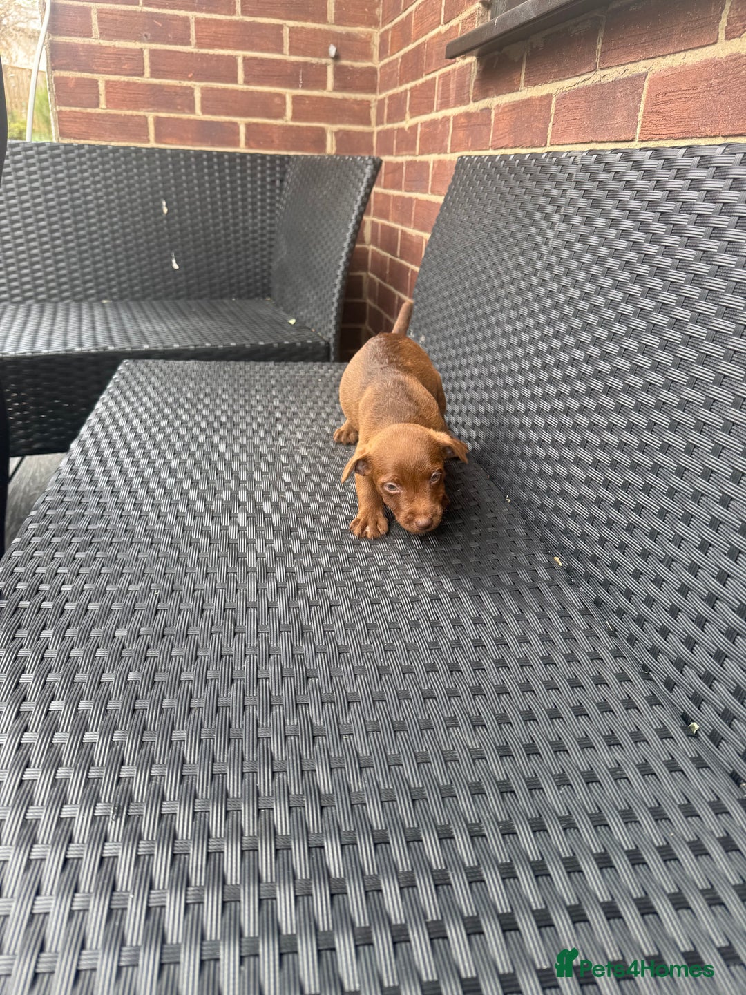 Patterdale Terrier dogs for sale: Patterdale fell terriers  - Image 21
