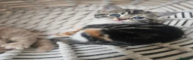 Tabitha (girl 💖🐾)
