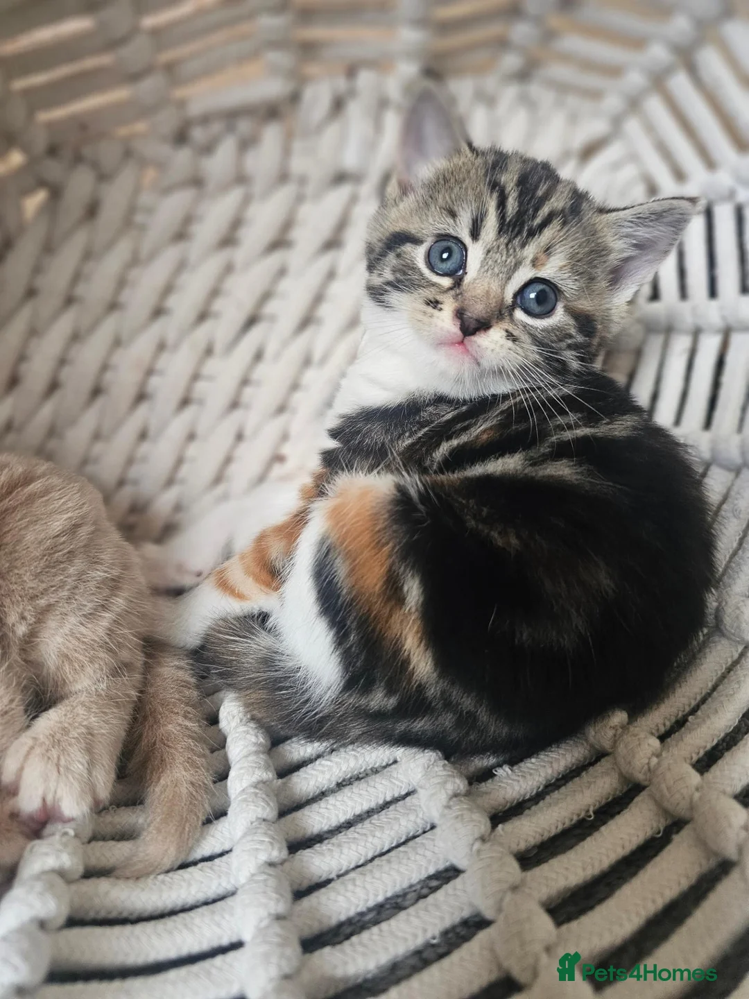 Mixed Breed cats for sale: Stunning long hair kittens, rare coat colours 😽  - Advert 27