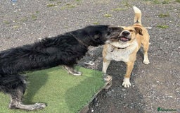 Mixed Breed dogs for adoption: MARSHALL the Marvellous - Image 5