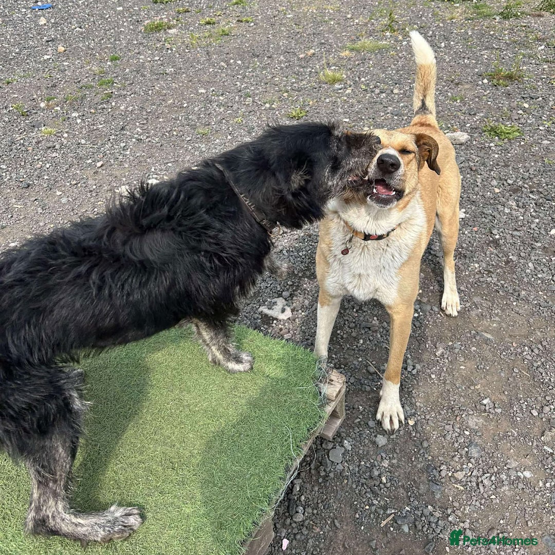Mixed Breed dogs for adoption: MARSHALL the Marvellous - Image 5