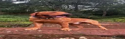 Labrador Retriever dogs for sale: Stunning yellow (light - fox red) labrador puppies - Advert 12