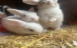 Mini Lop rabbits for sale:  4 baby rabbits - Image 5