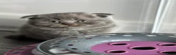 Scottish Fold cats for sale: Beautiful Scottish Kitten, Tica registered - Advert 9