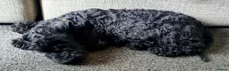 Kerry Blue Terrier dogs for sale: Kerry blue terrier puppies - Advert 8