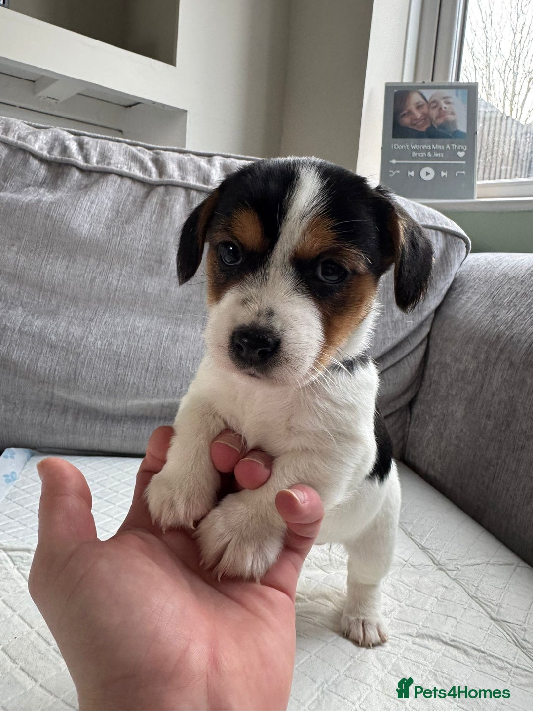 Mixed Breed dogs for sale: cavalier king charles X jack russell puppies  - Advert 10