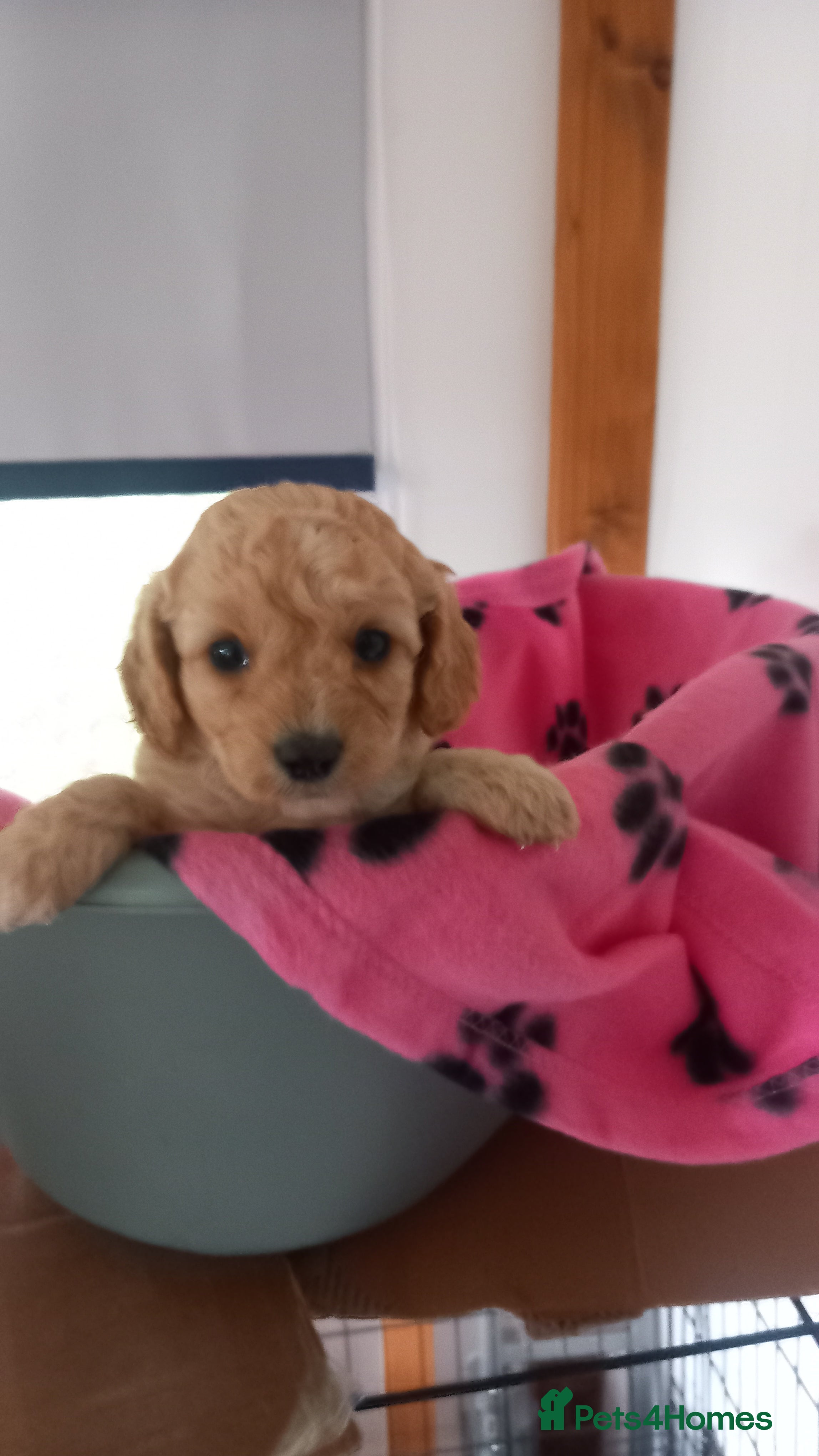 Cavapoo dogs 6 beautiful cavapoo puppies - Advert 9