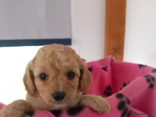 Cavapoo dogs 6 beautiful cavapoo puppies - Advert 5