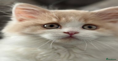 British Longhair cats - Advert 13