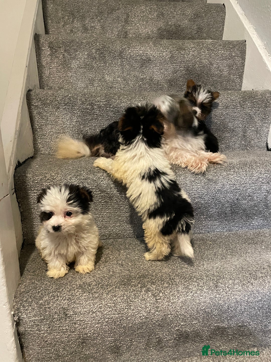 Biewer Terrier dogs for sale:  **  Biewer Terrier Babies Available 🥰 - Image 8