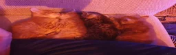 Mixed Breed cats for sale: 1 x female tabby  - Advert 5