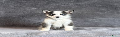 Pomsky Puppy 4