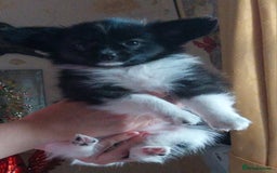 Papillon dogs for sale: 2 beautifulexamples of this beautiful breed - Advert 4
