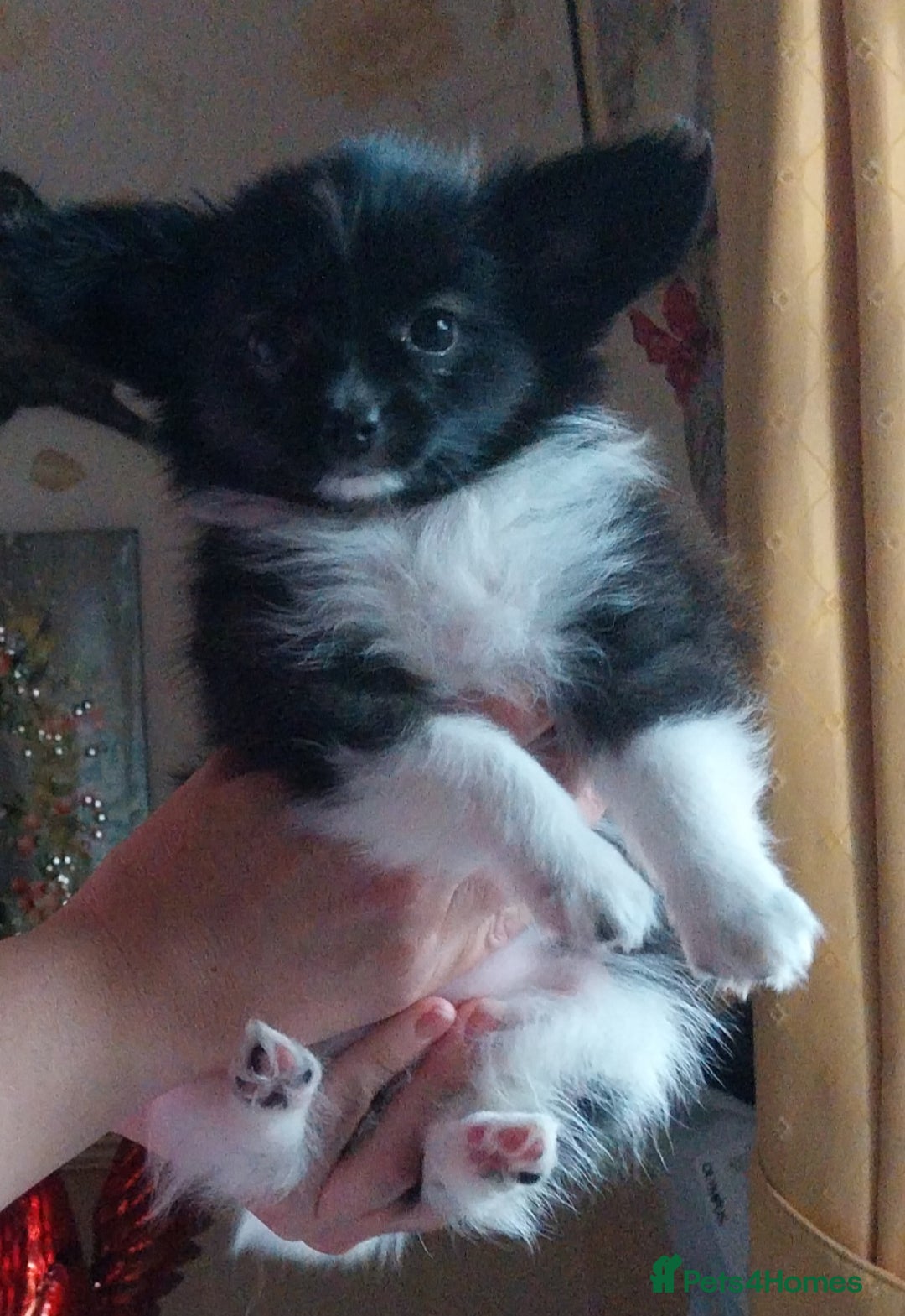 Papillon dogs for sale: 2 beautifulexamples of this beautiful breed - Advert 4