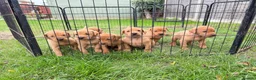 Labrador Retriever dogs for sale: Labrador Retriever puppies - Advert 11
