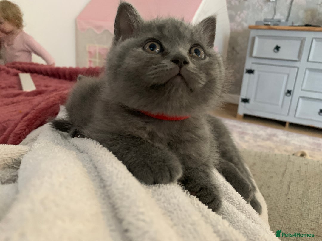 British Shorthair cats for sale: British shorthair - Advert 19