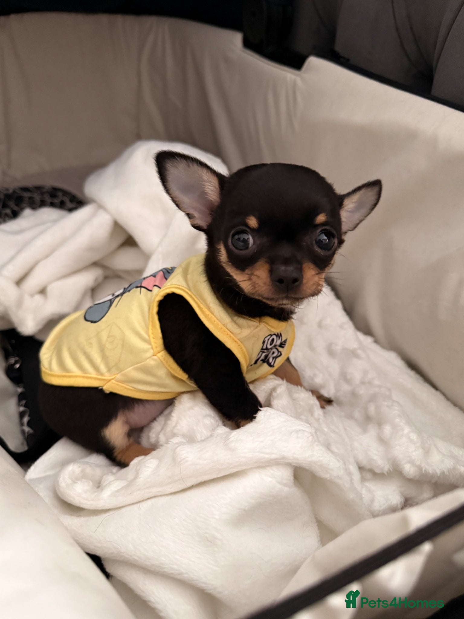 Chihuahua dogs Super Tiny Flat  **  Chihuahua Puppy  - Advert 11