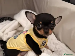 Chihuahua dogs Super Tiny Flat ** Chihuahua Puppy - Advert 11