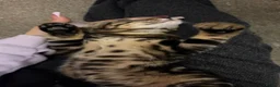 Bengal cats for sale: Adorable bengal kittens - marble bengal   in London - Advert 12