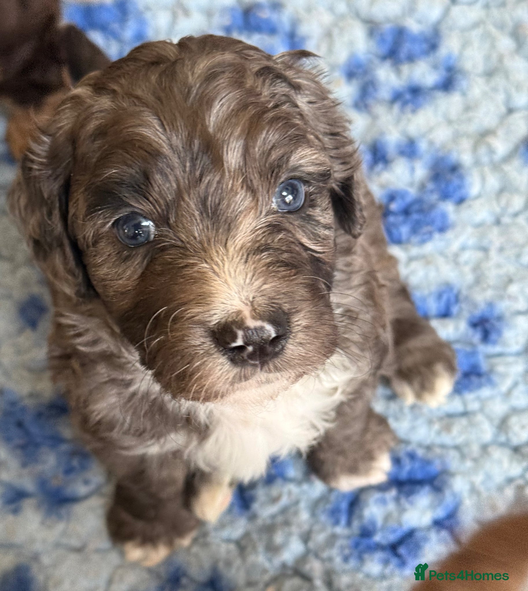 Bernedoodle dogs Health tested miniature bernedoodles - Advert 1