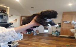 Lhasa Apso dogs for sale: Lhasa apso for sale - Image 5