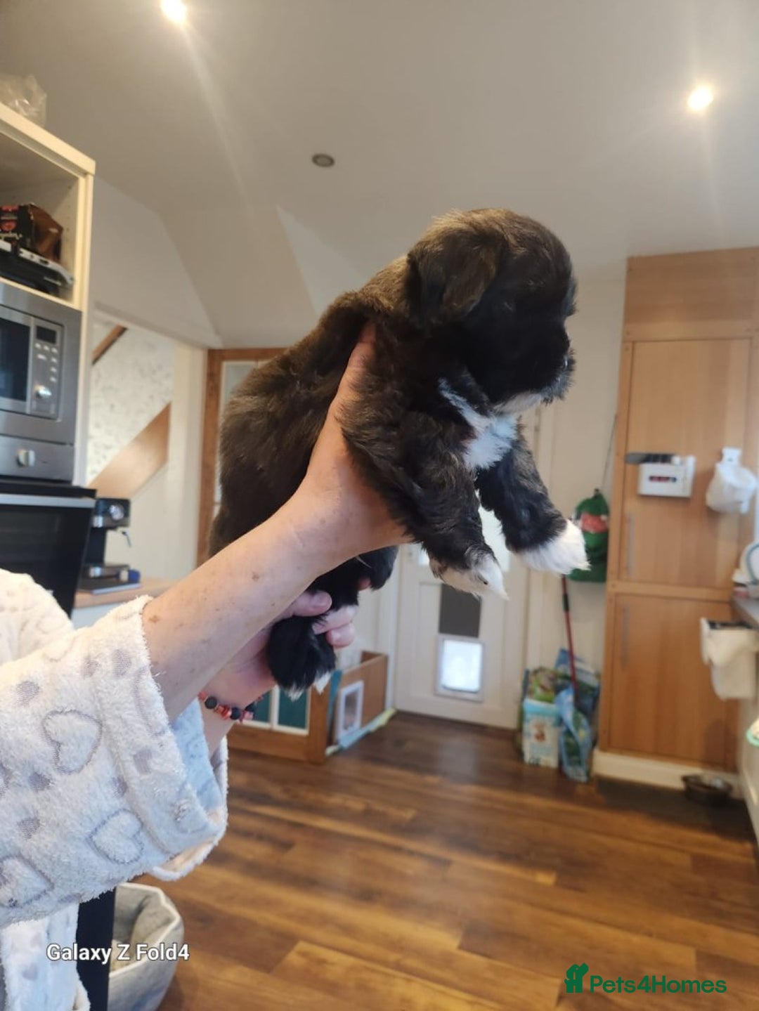 Lhasa Apso dogs for sale: Lhasa apso for sale - Image 5
