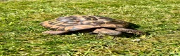 Tortoise reptiles for sale: Hermanns Tortoise - 18yr Old Male - Advert 2