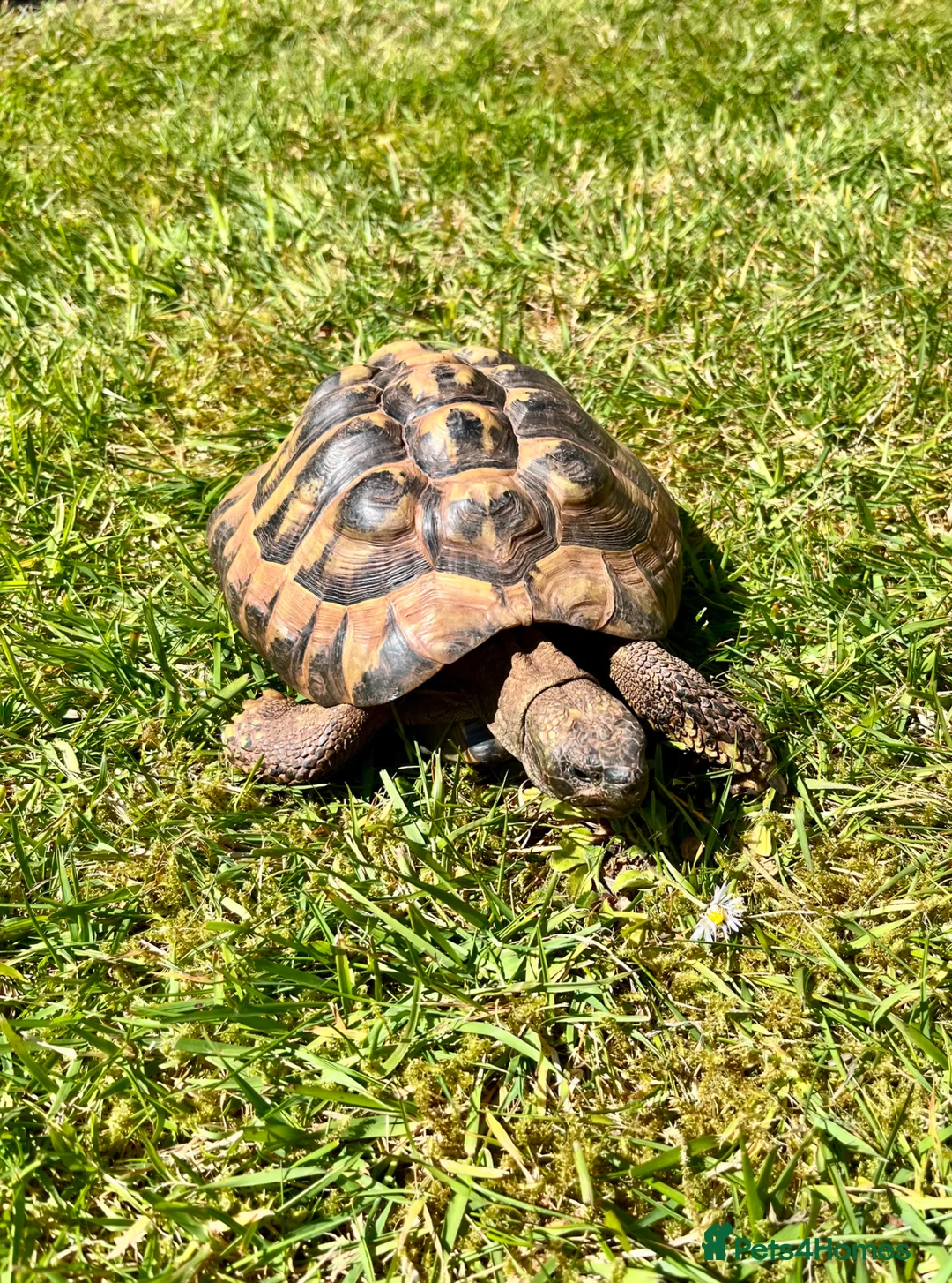 Tortoise reptiles for sale: Hermanns Tortoise - 18yr Old Male - Advert 2