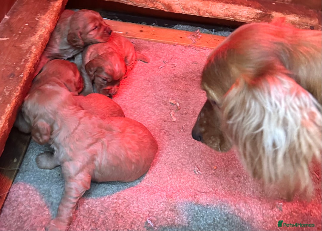 Cocker Spaniel dogs for sale: Cocker spaniel pups - Advert 9