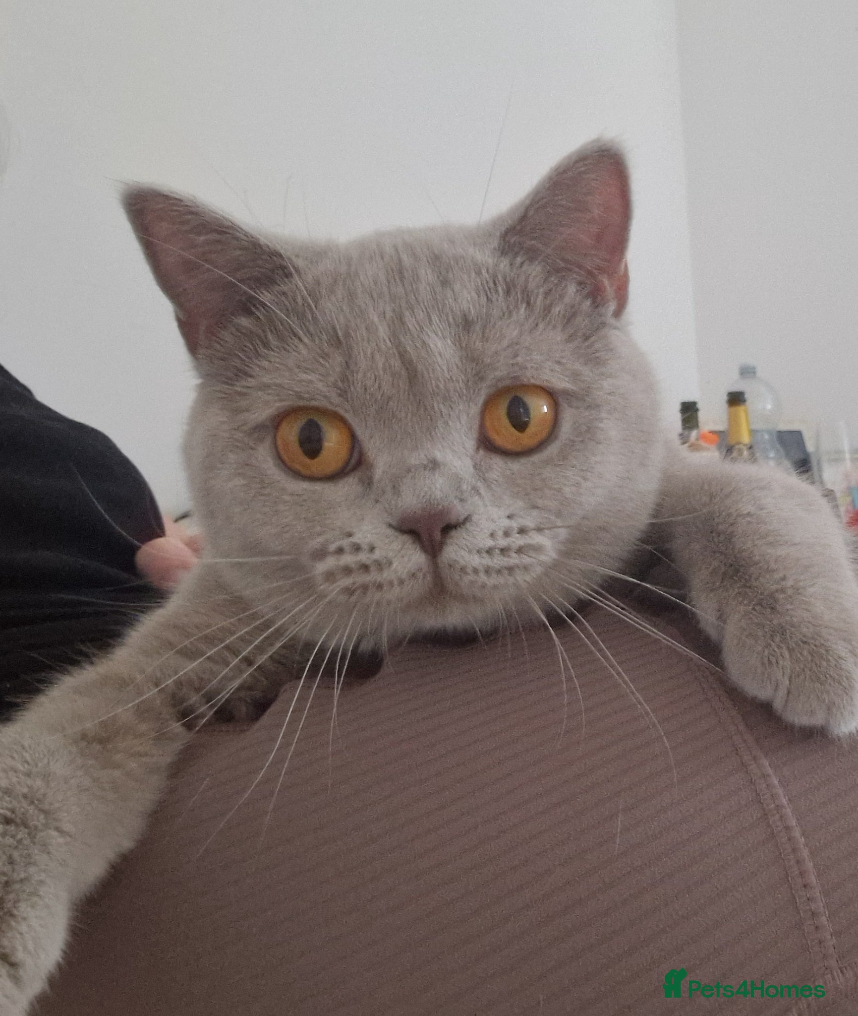 British Shorthair cats Beautiful Fawn GCCF British Shorthair Girl  🐾 - Advert 1
