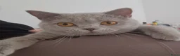 British Shorthair cats for sale: Beautiful Fawn GCCF British Shorthair Girl  🐾 - Advert 1