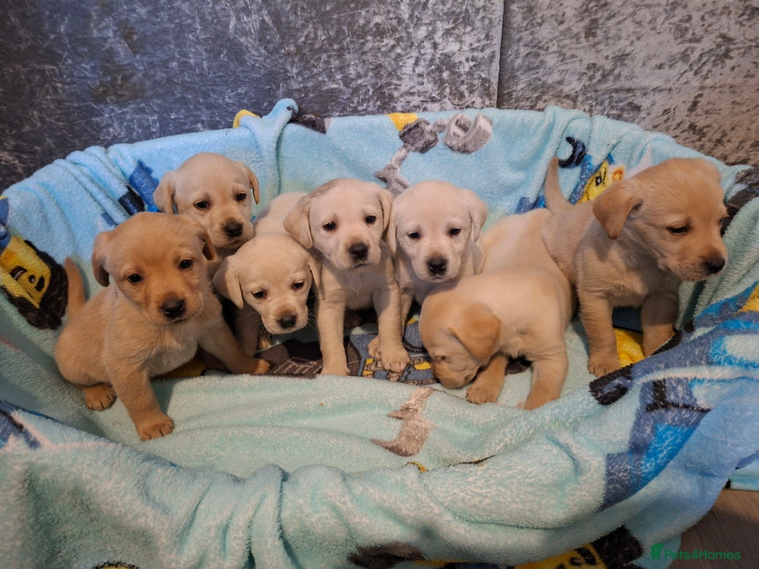 Labrador Retriever dogs for sale: Pedigree Labrador Golden Puppies - Advert 5