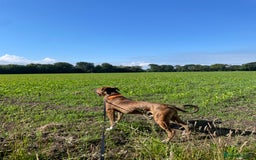 Mixed Breed dogs for sale: Gorgeous family pets are having a litter - Presa X - Image 3