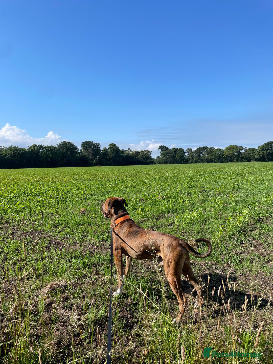 Mixed Breed dogs for sale: Gorgeous family pets are having a litter - Presa X - Image 3