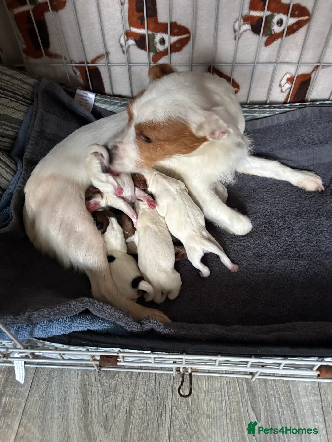 Jack Russell dogs for sale: Jackrussel  - Advert 1