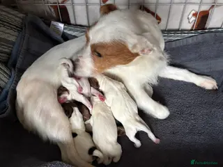 Jack Russell dogs Jackrussel - Advert 1