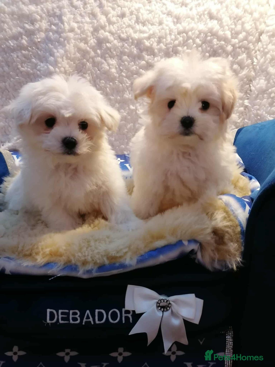 Maltipoo dogs for sale: Toy Maltipoos  ready NOW - Image 8