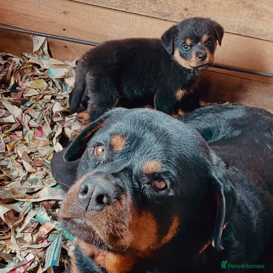 Rottweiler dogs for sale: 🐾💪 Powerful & Loyal Rottweiler Pups for Sale🛡️ - Image 5